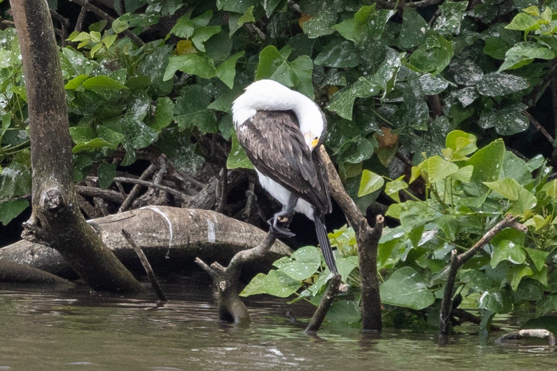 Pied Cormorant - ML643409478