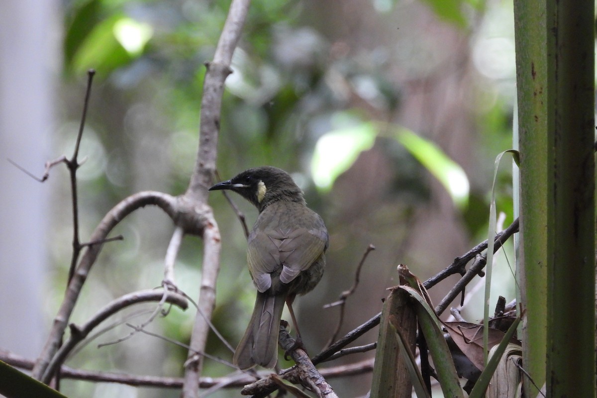 Lewin's Honeyeater - ML643409480