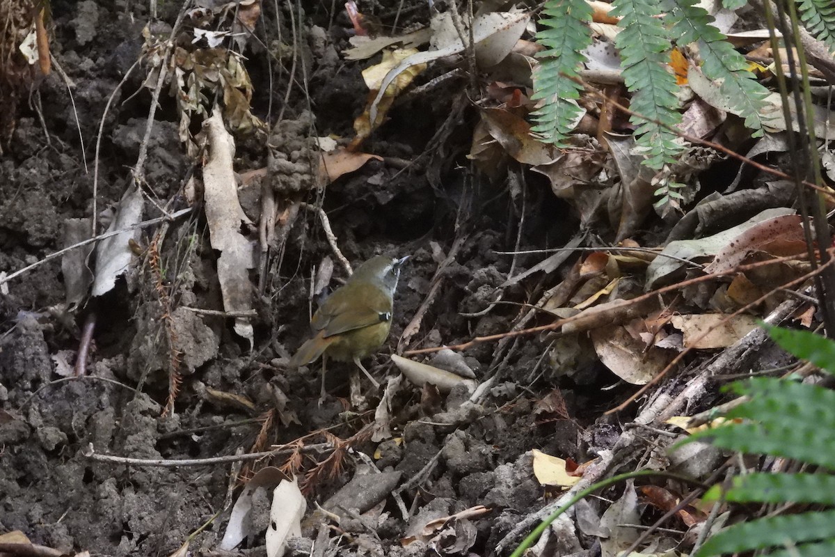 White-browed Scrubwren - ML643409485