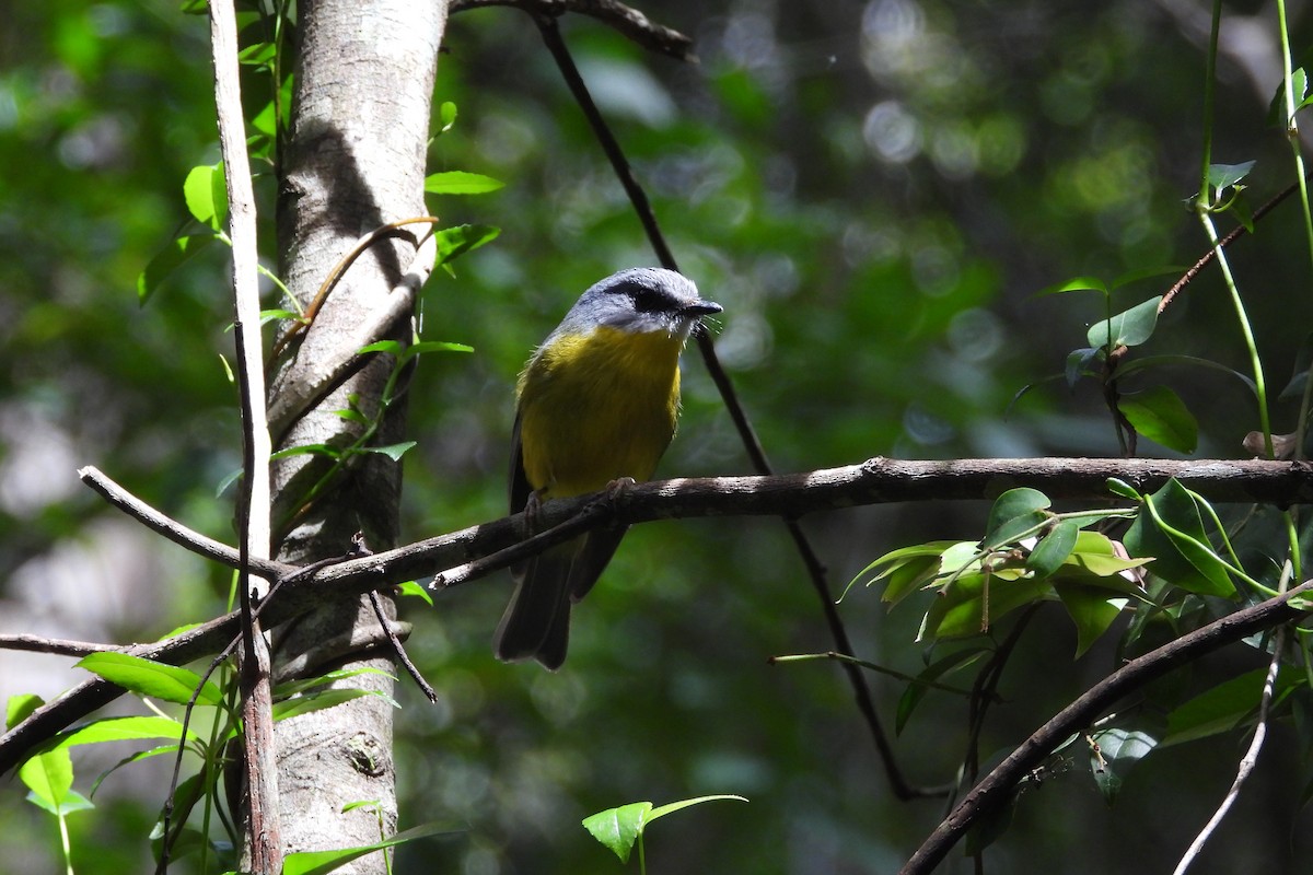 Eastern Yellow Robin - ML643409488