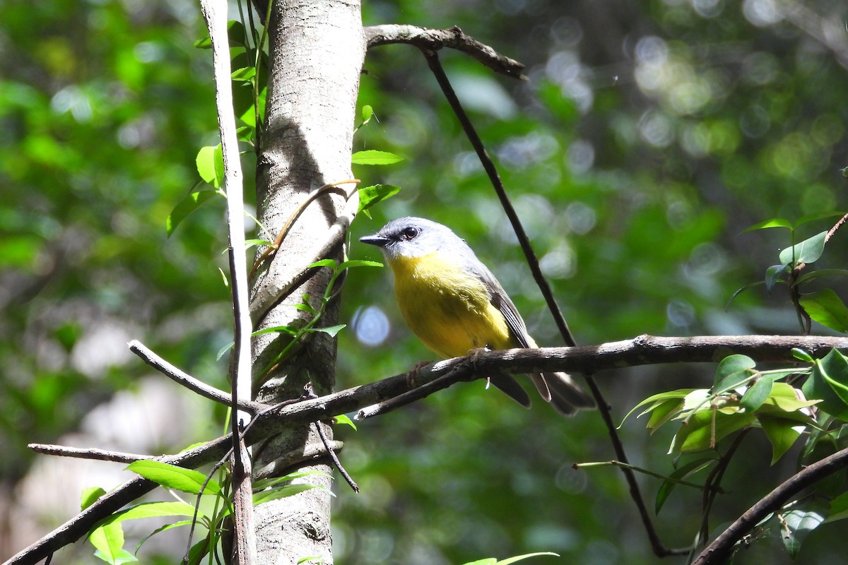 Eastern Yellow Robin - ML643409490