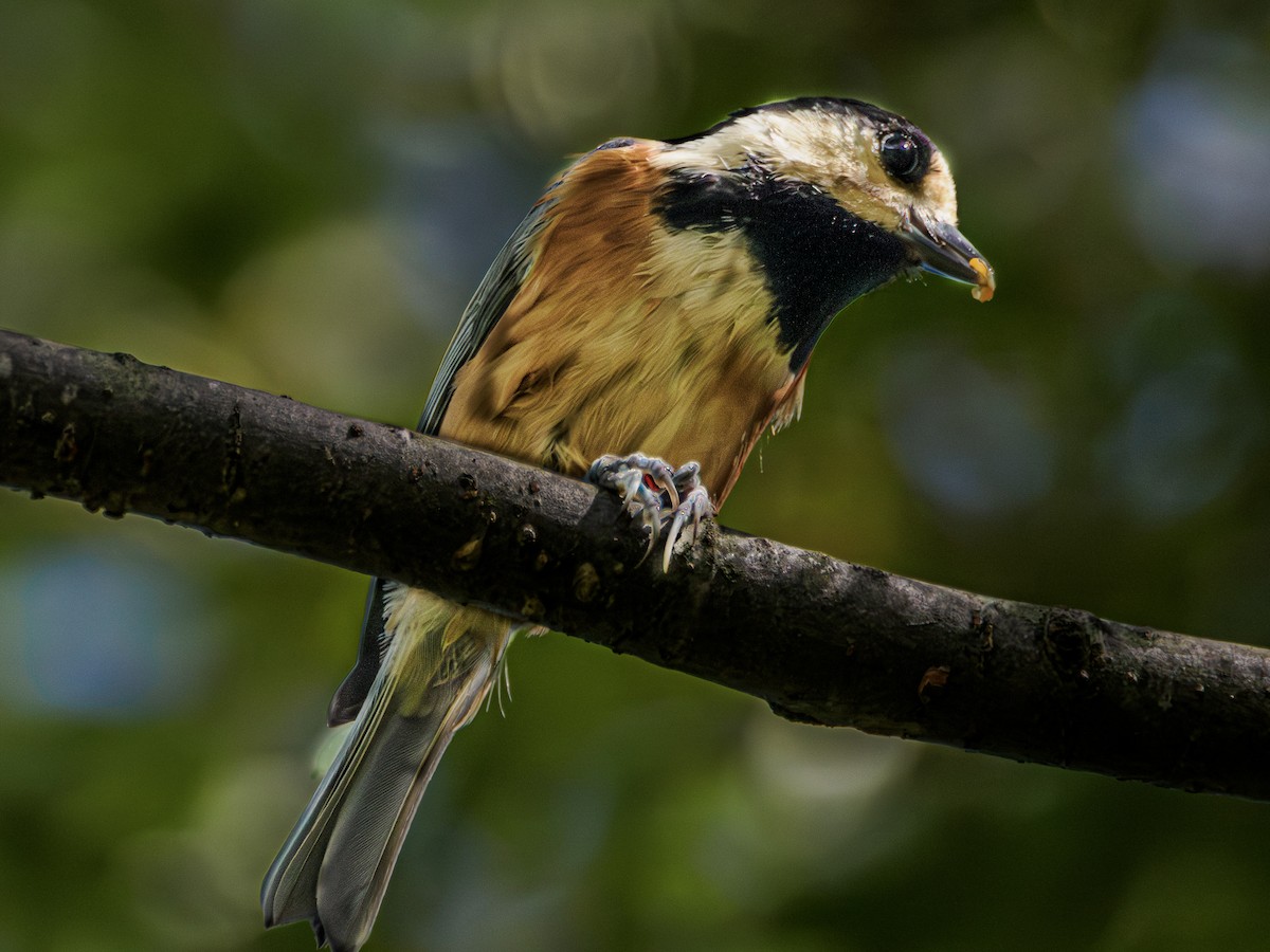 Varied Tit - ML643409492