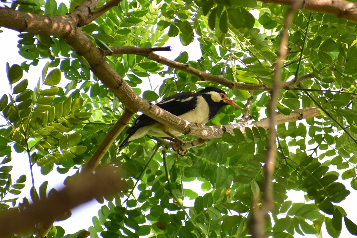 Indian Pied Starling - ML643409511