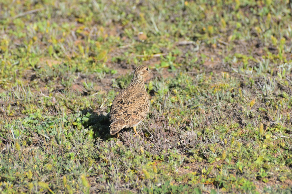 Least Seedsnipe - ML643409526