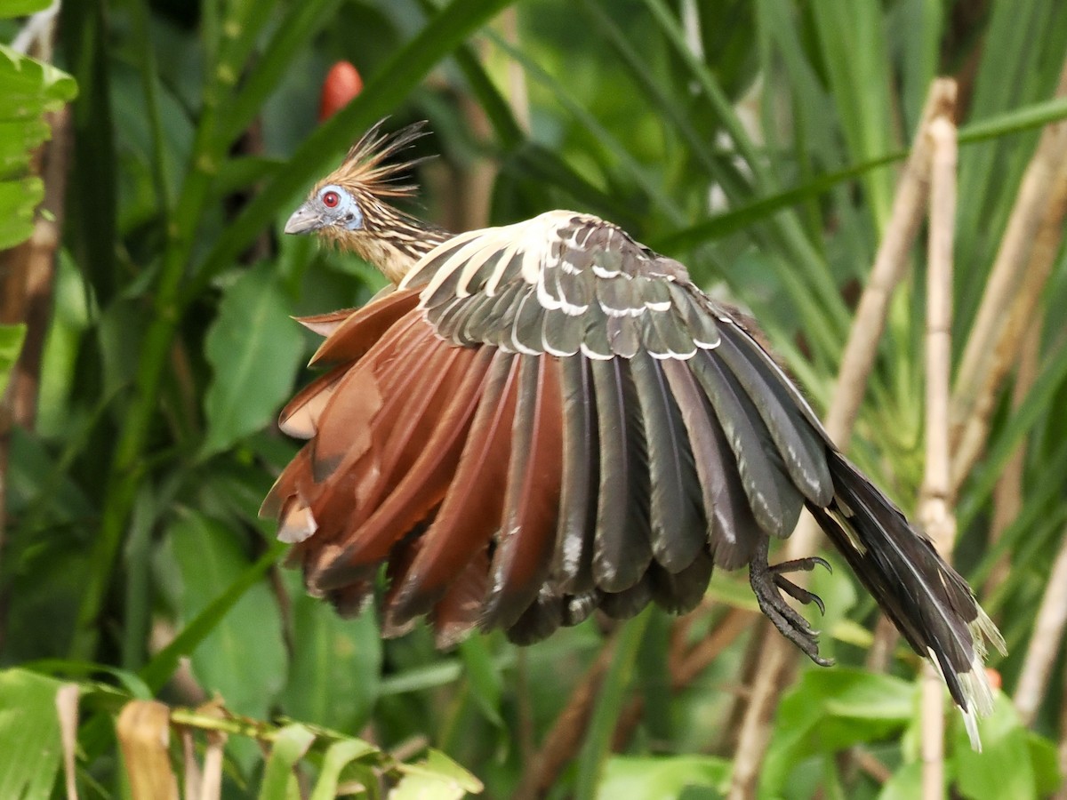 Hoatzin - ML643409533