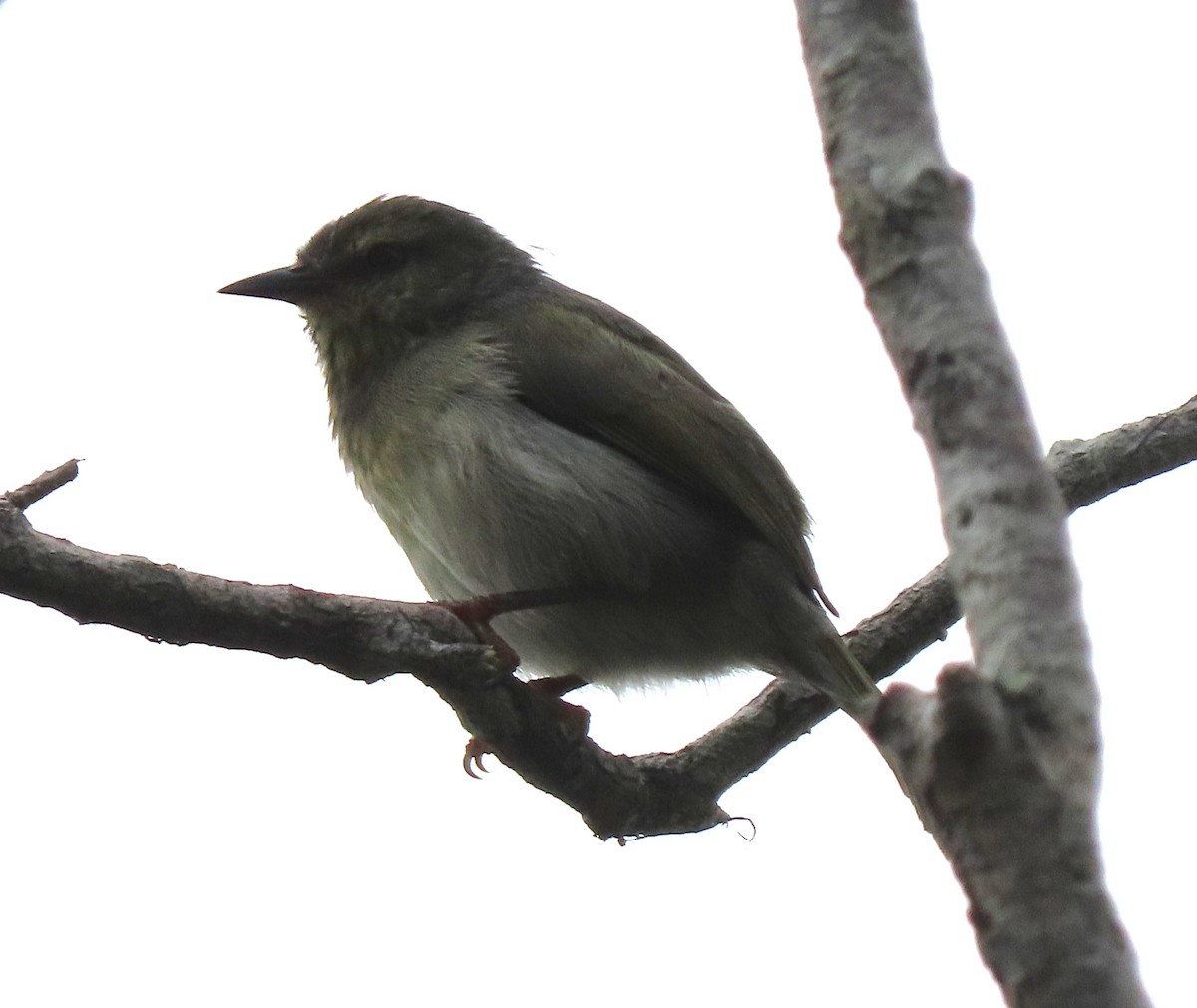 Ереса смугастогорла (підвид striatigula/sclateri) - ML643409535