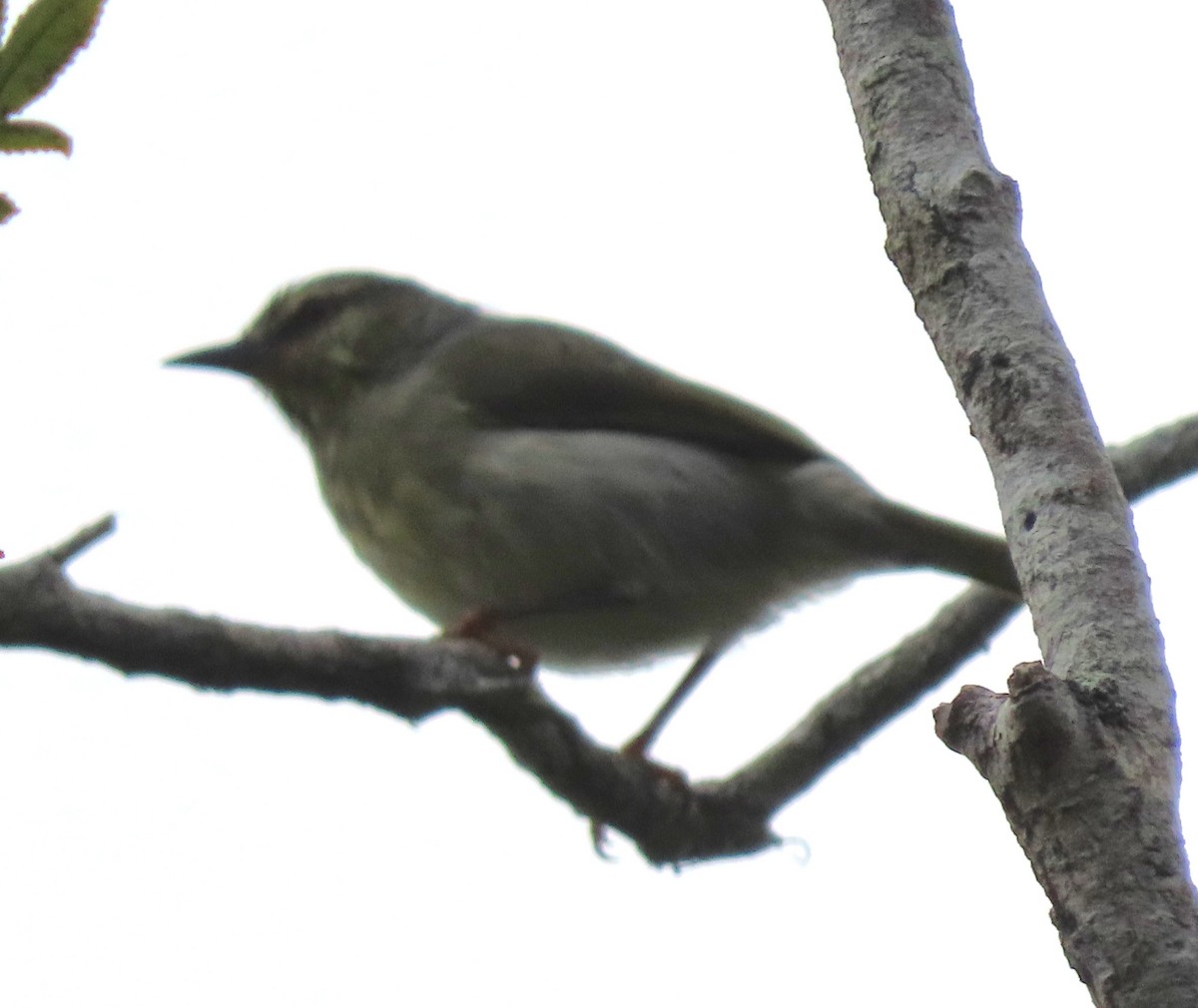 Ереса смугастогорла (підвид striatigula/sclateri) - ML643409537