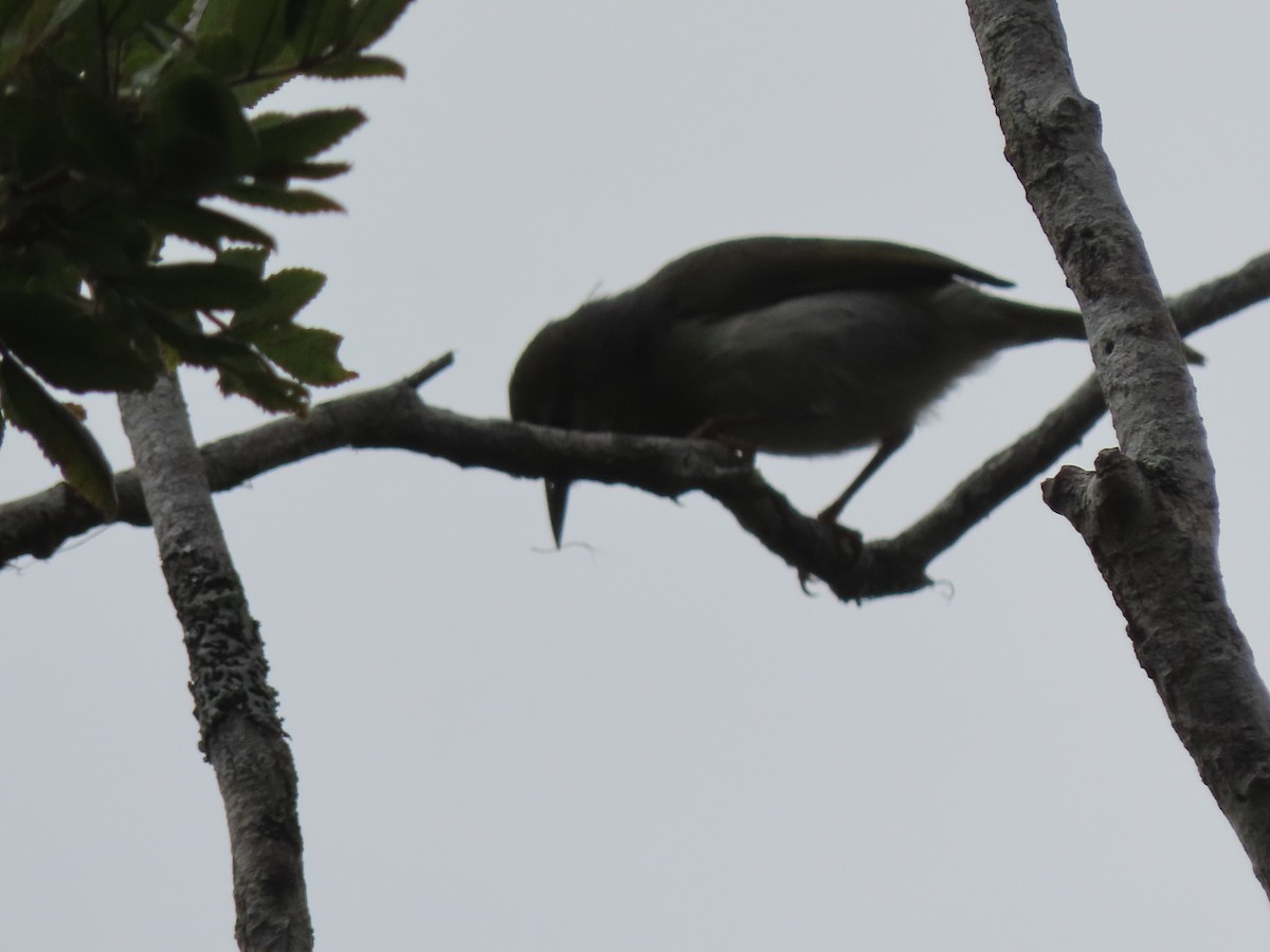 Ереса смугастогорла (підвид striatigula/sclateri) - ML643409538