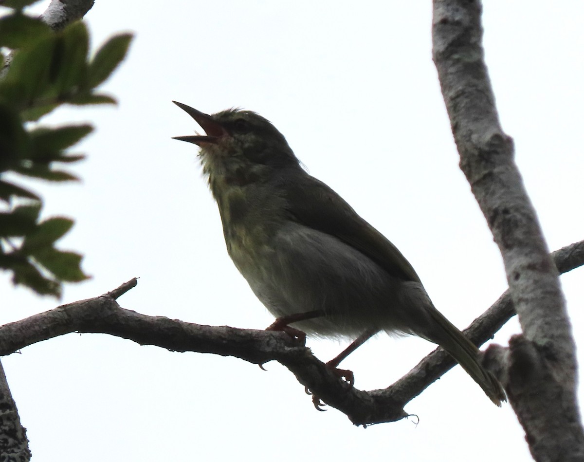 Ереса смугастогорла (підвид striatigula/sclateri) - ML643409540