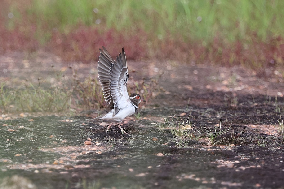 ニシミスジチドリ - ML643409541