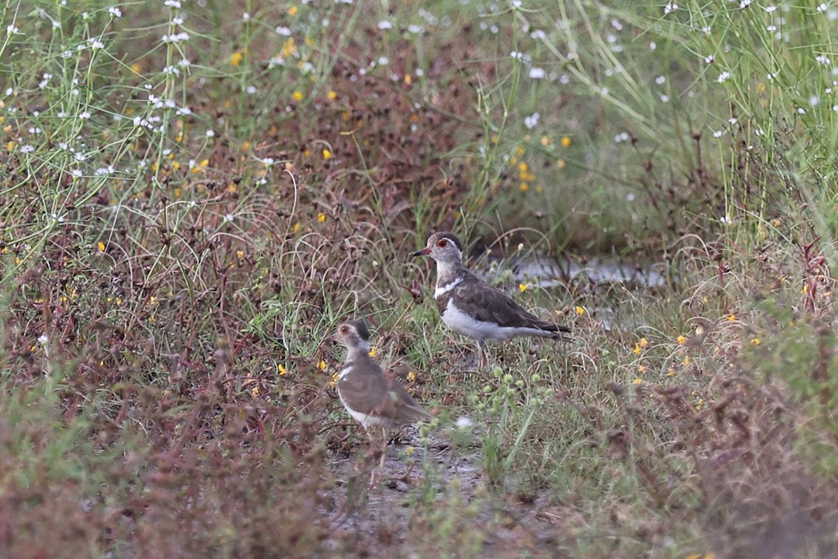 ニシミスジチドリ - ML643409543