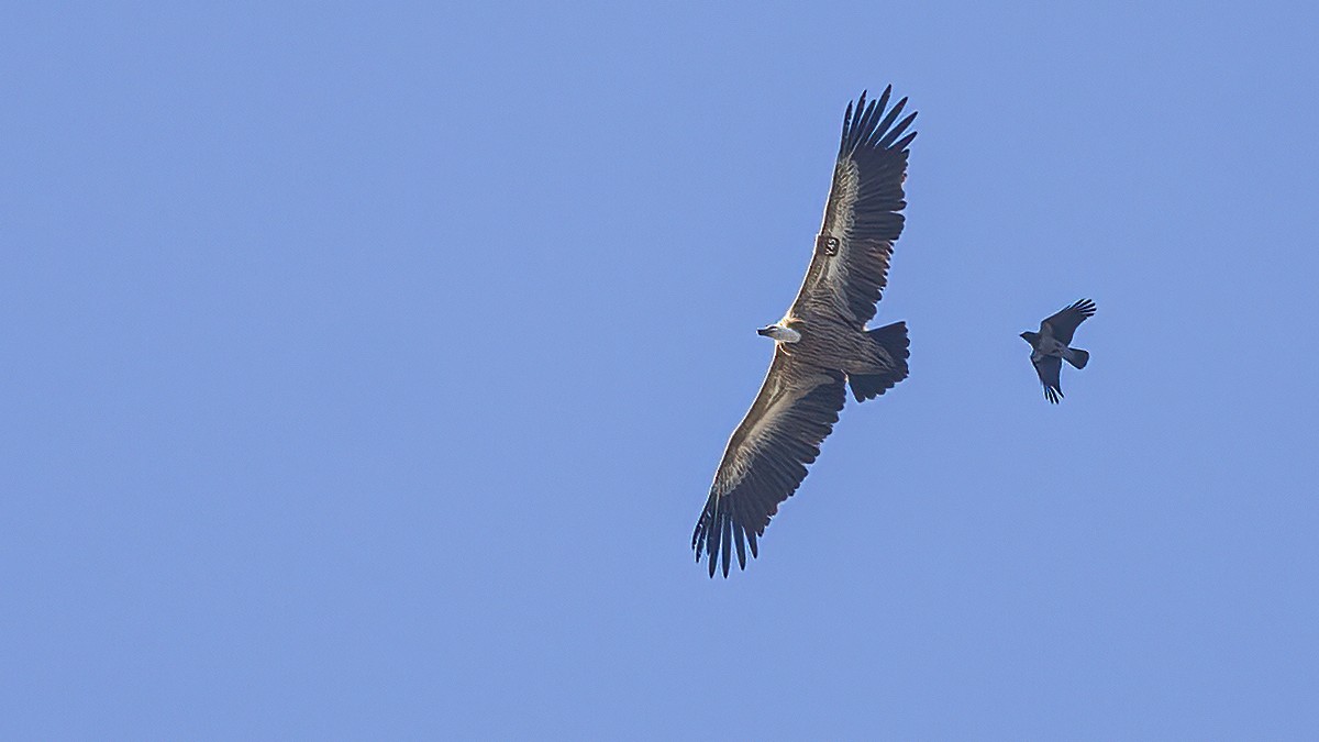 Eurasian Griffon - ML643409546