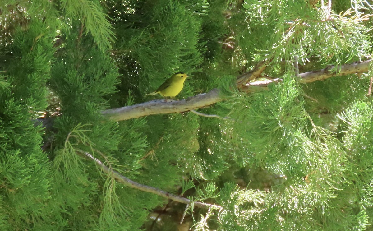 Wilson's Warbler - ML643409551