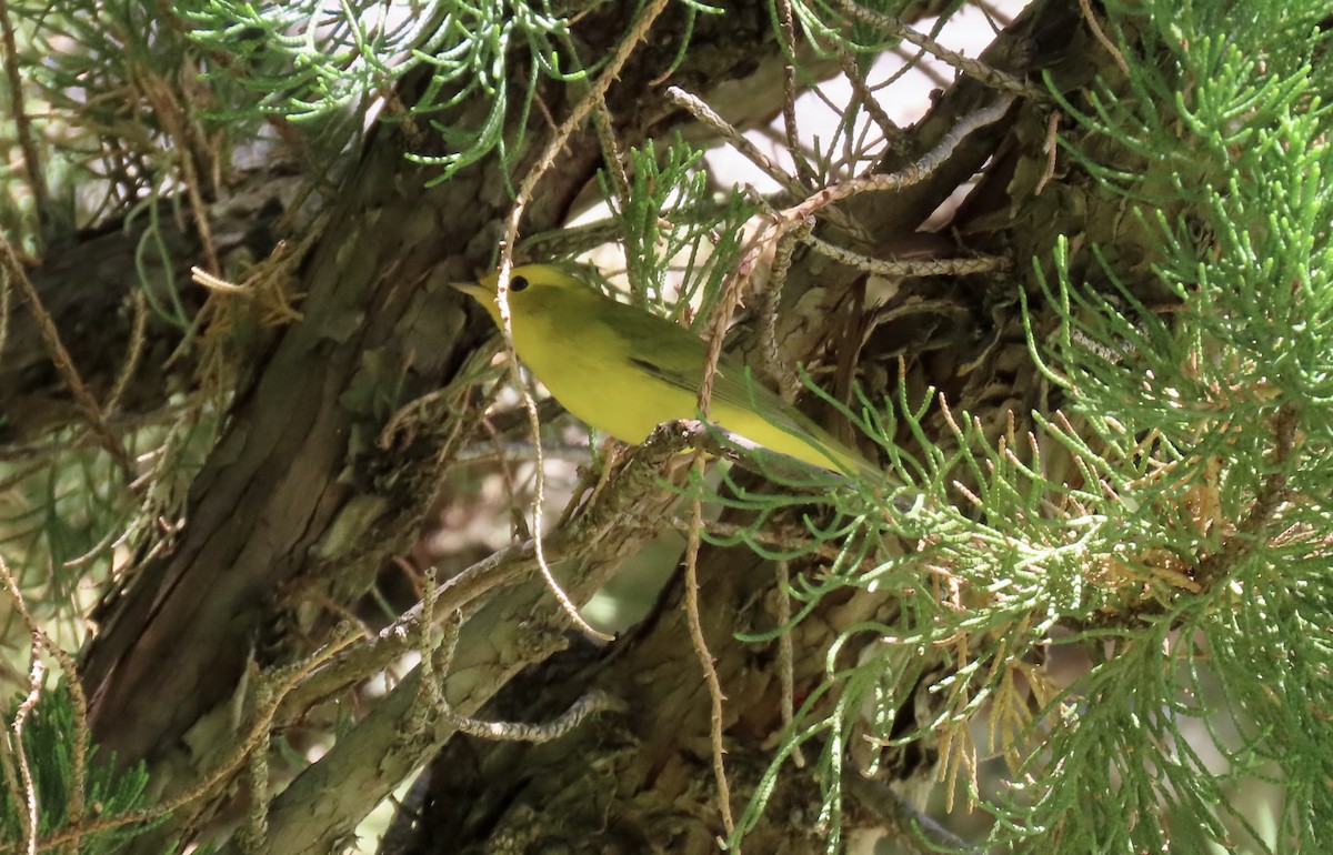 Wilson's Warbler - ML643409553