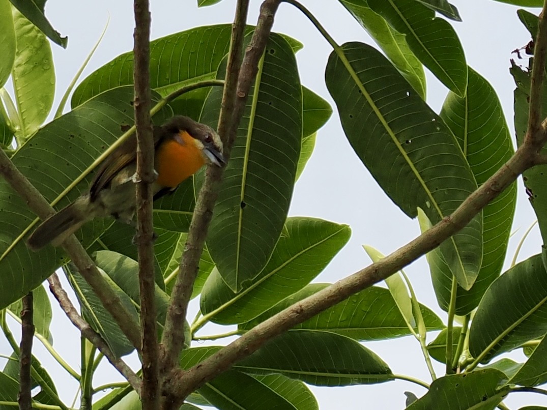 Scarlet-crowned Barbet - ML643409561