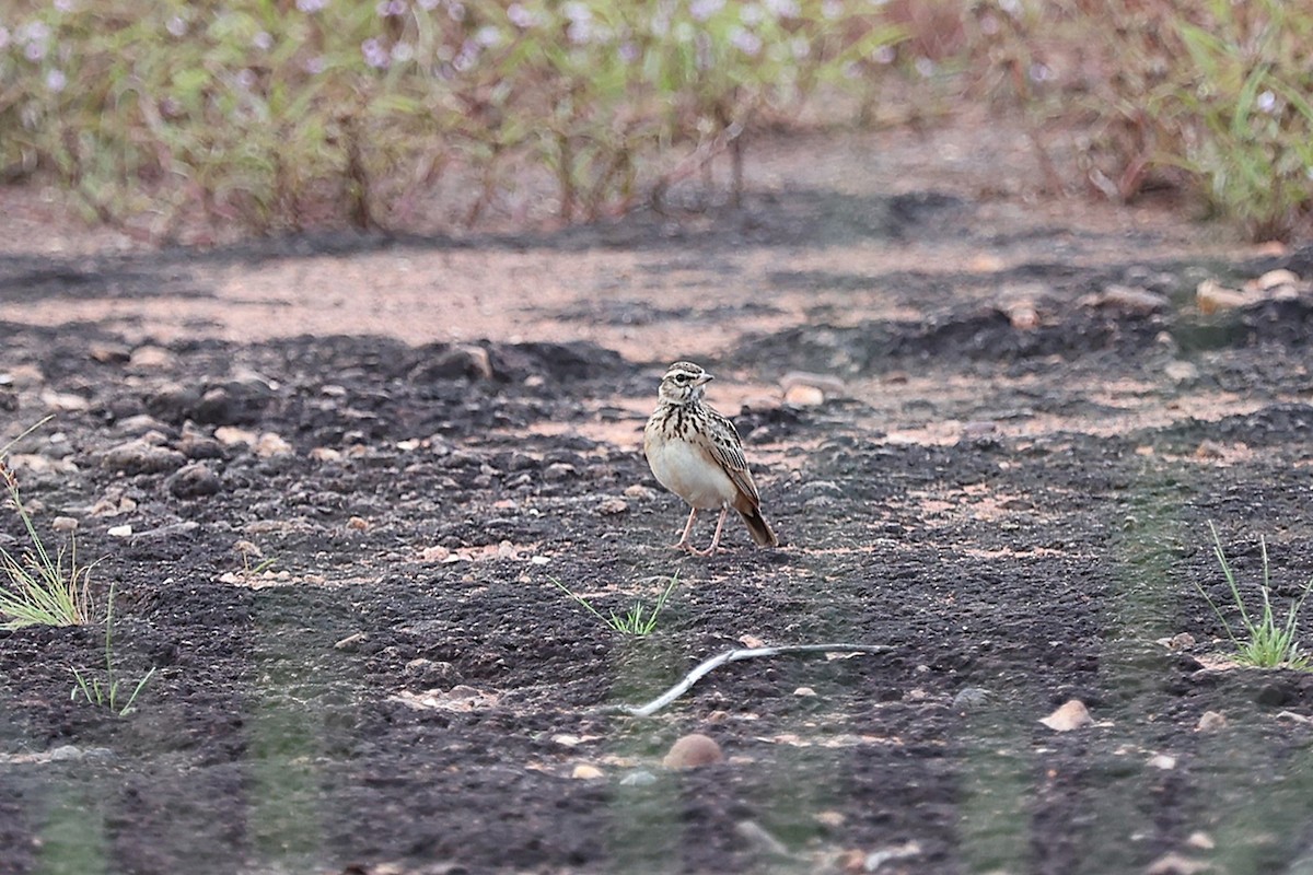 Sun Lark - ML643409570