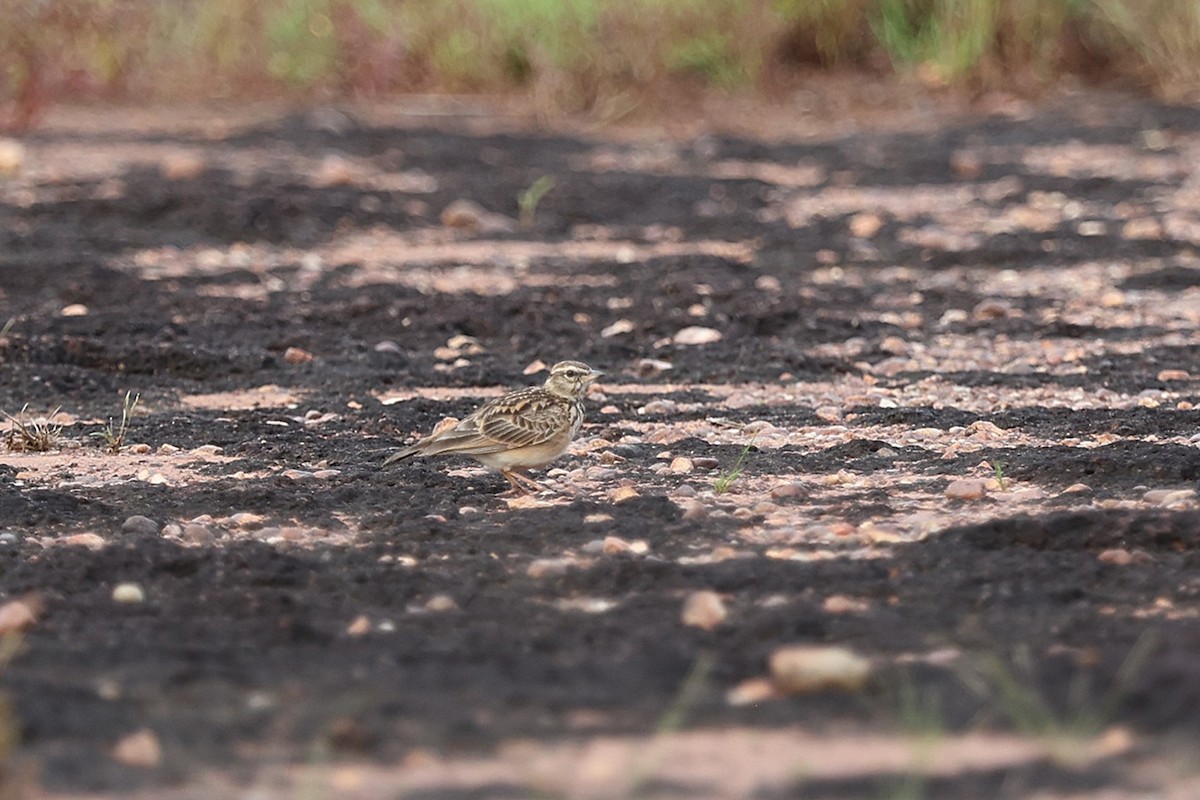 Sun Lark - ML643409571