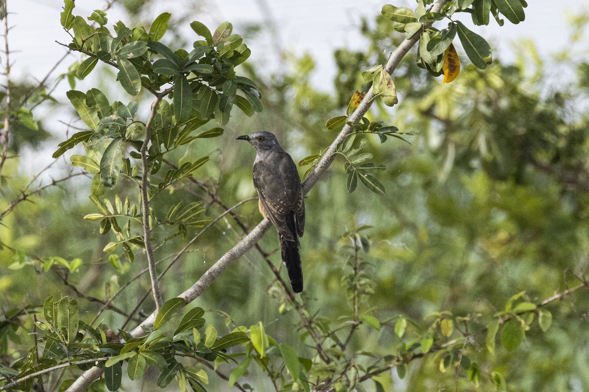 Plaintive Cuckoo - ML643409572