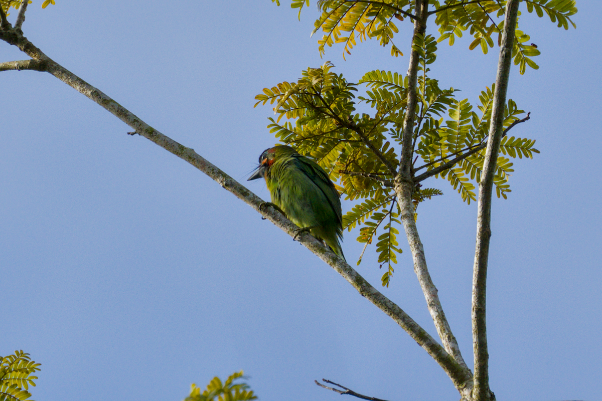 barbet modrouchý - ML643409574
