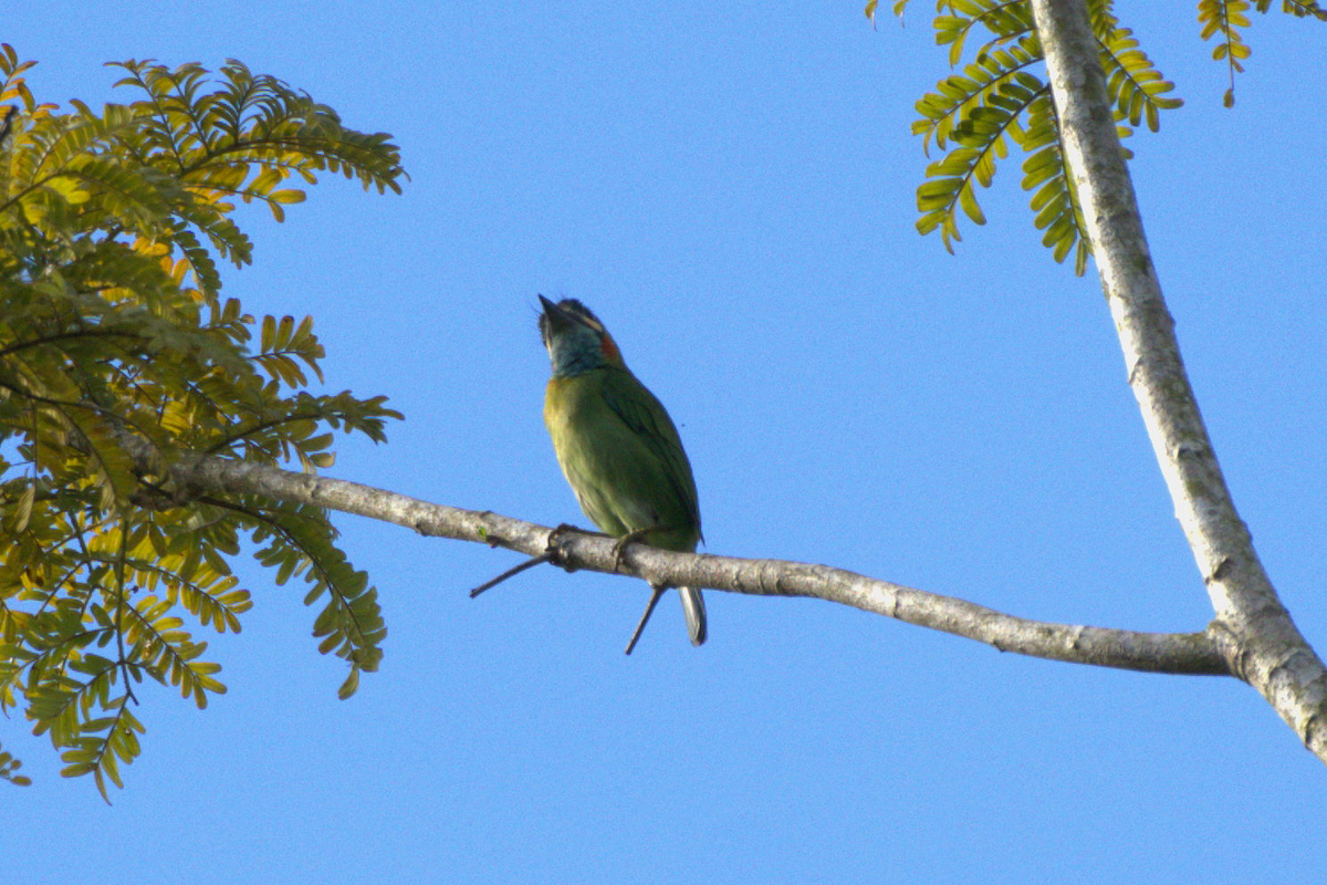 barbet modrouchý - ML643409575