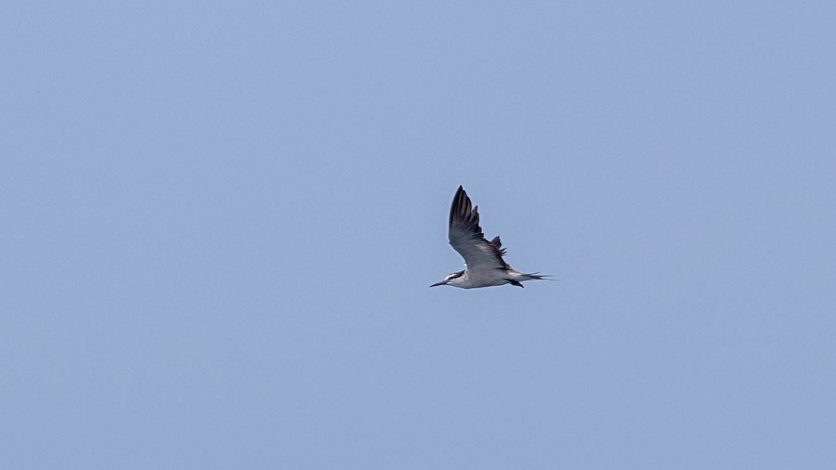Bridled Tern - ML643409581