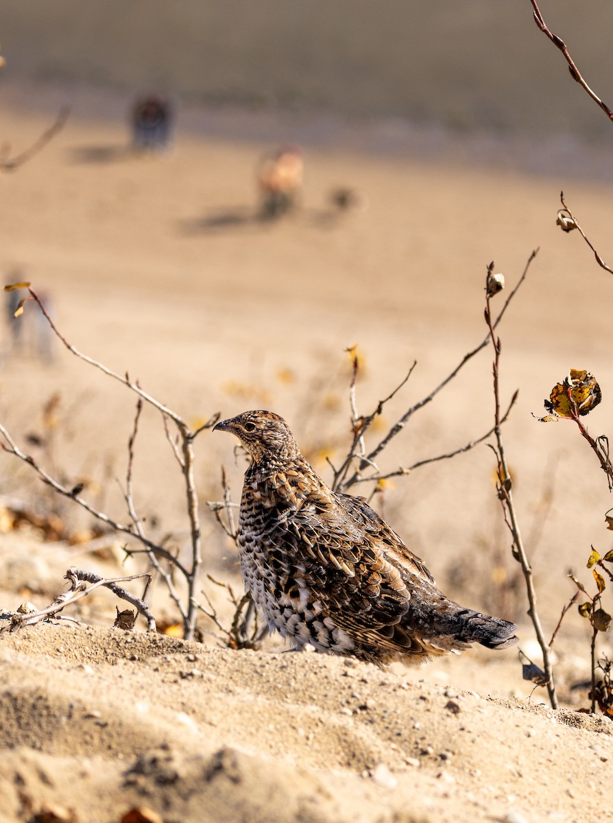 Ruffed Grouse - ML643409585