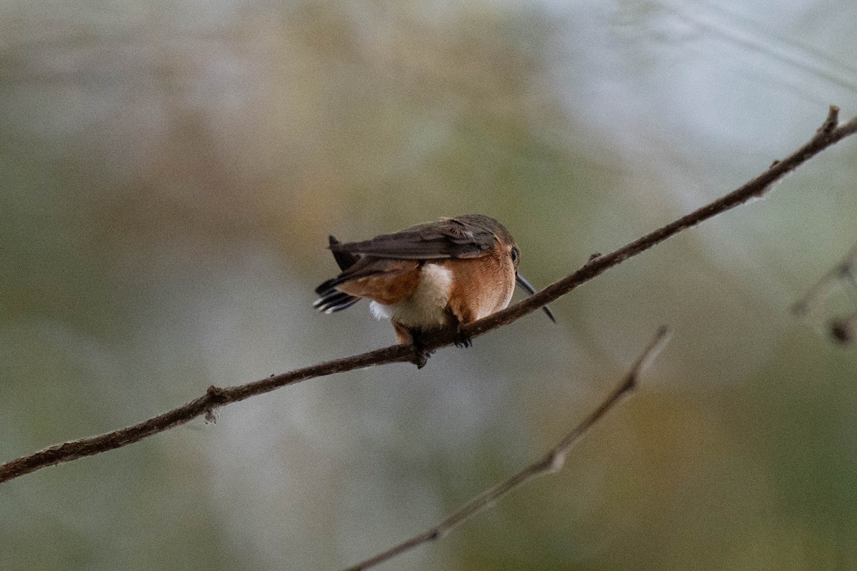 Rufous/Allen's Hummingbird - ML643409590