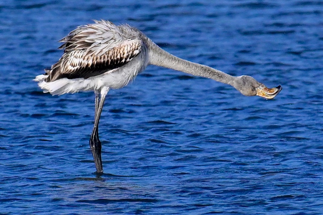 大紅鸛 - ML643409601