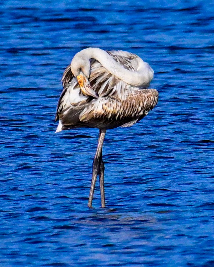 大紅鸛 - ML643409602