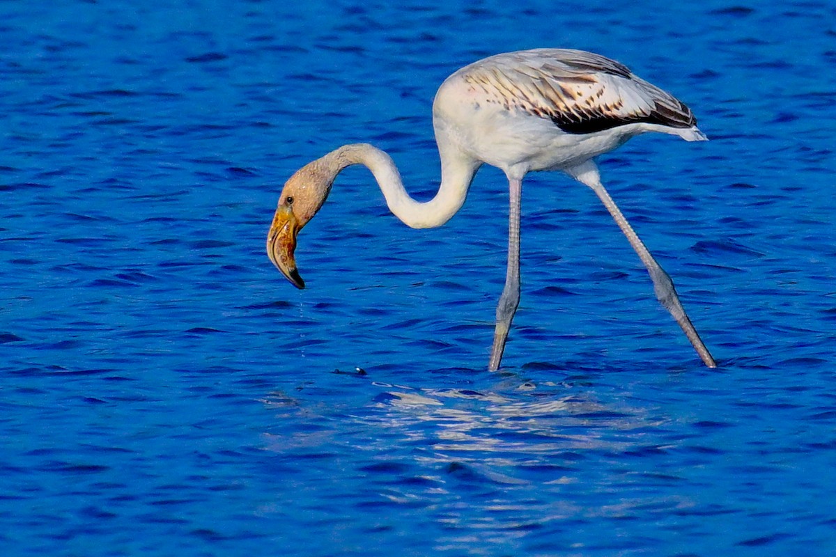 大紅鸛 - ML643409603