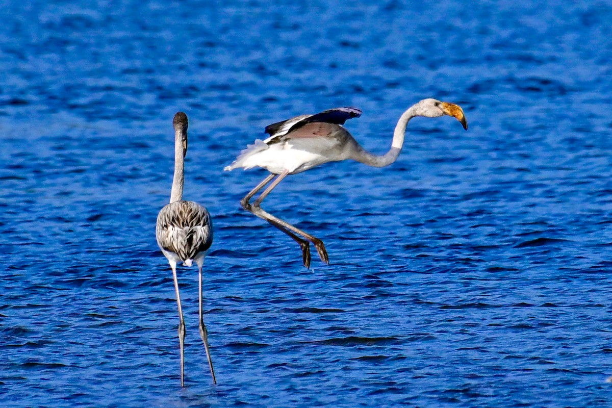 大紅鸛 - ML643409604