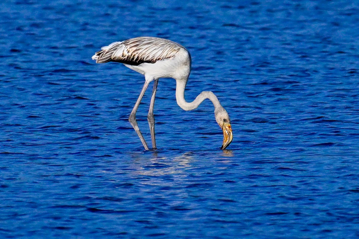 大紅鸛 - ML643409605