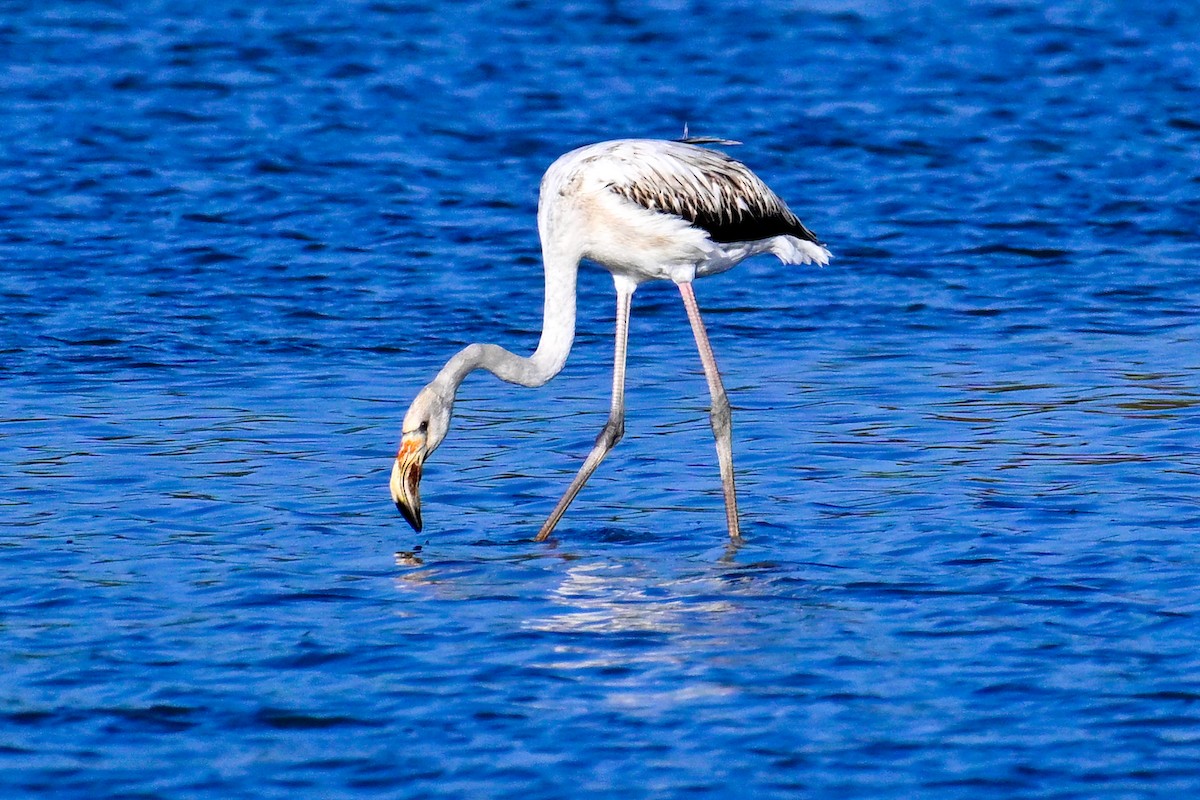 大紅鸛 - ML643409606