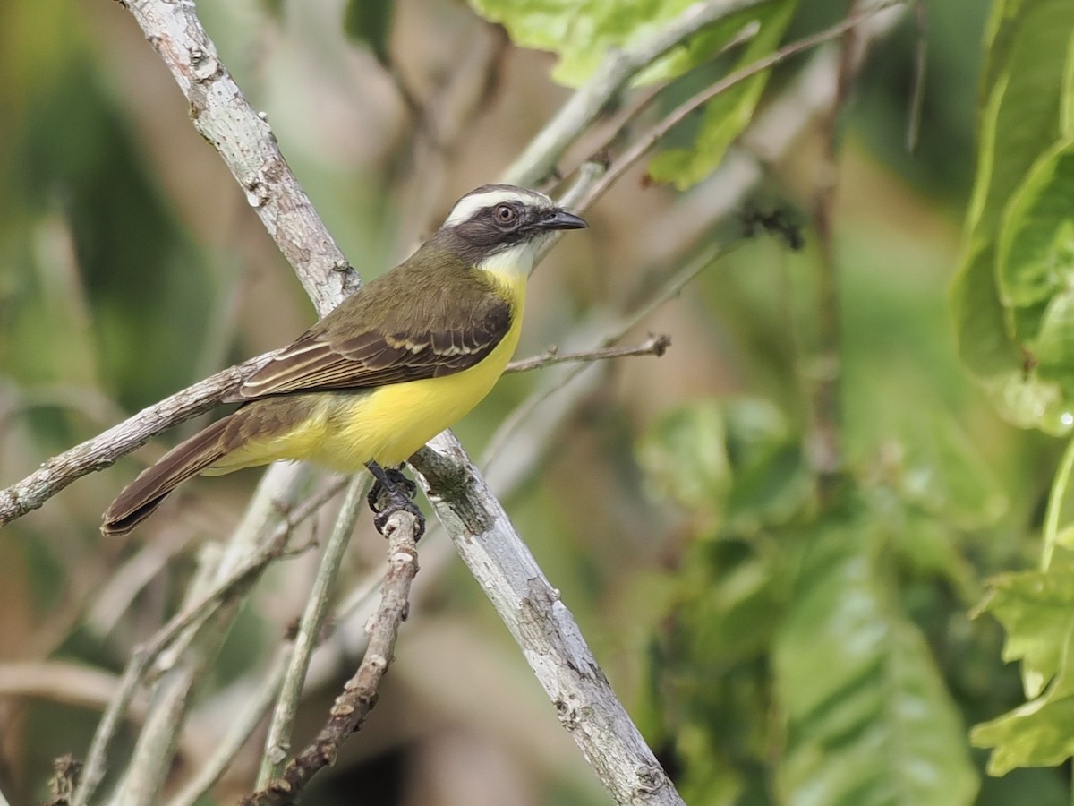Social Flycatcher - ML643409612