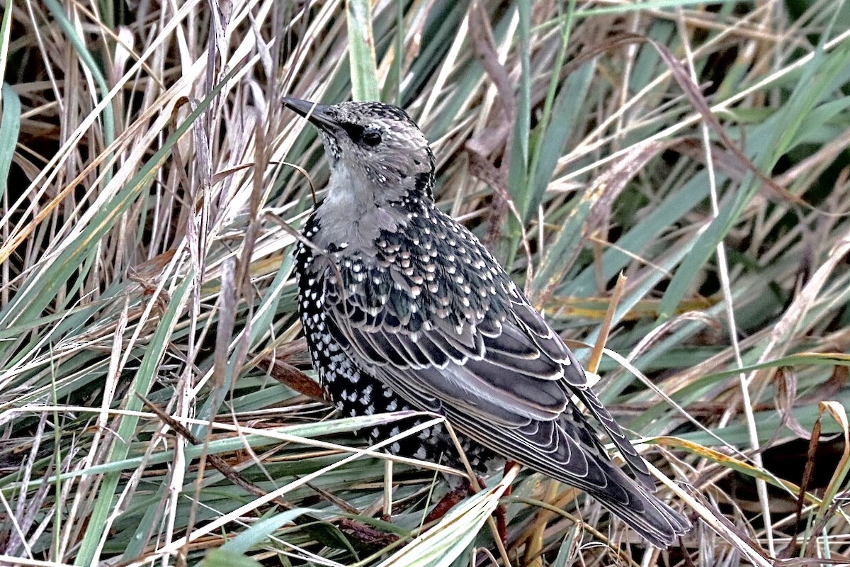 European Starling - ML643409627
