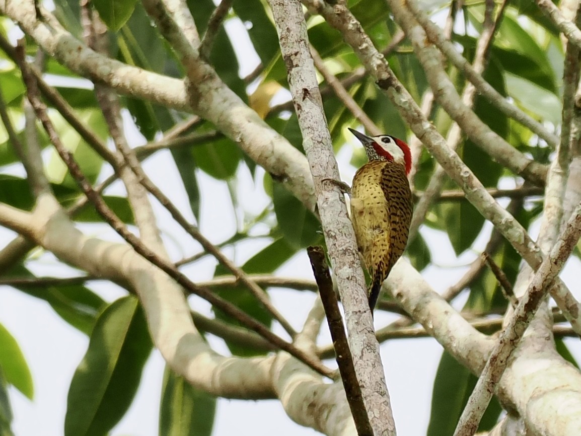 Spot-breasted Woodpecker - ML643409629