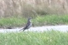 Mistle Thrush - ML643409630