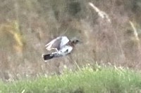Fieldfare - ML643409632