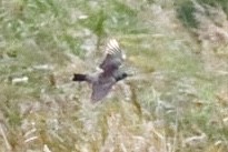 Fieldfare - ML643409633
