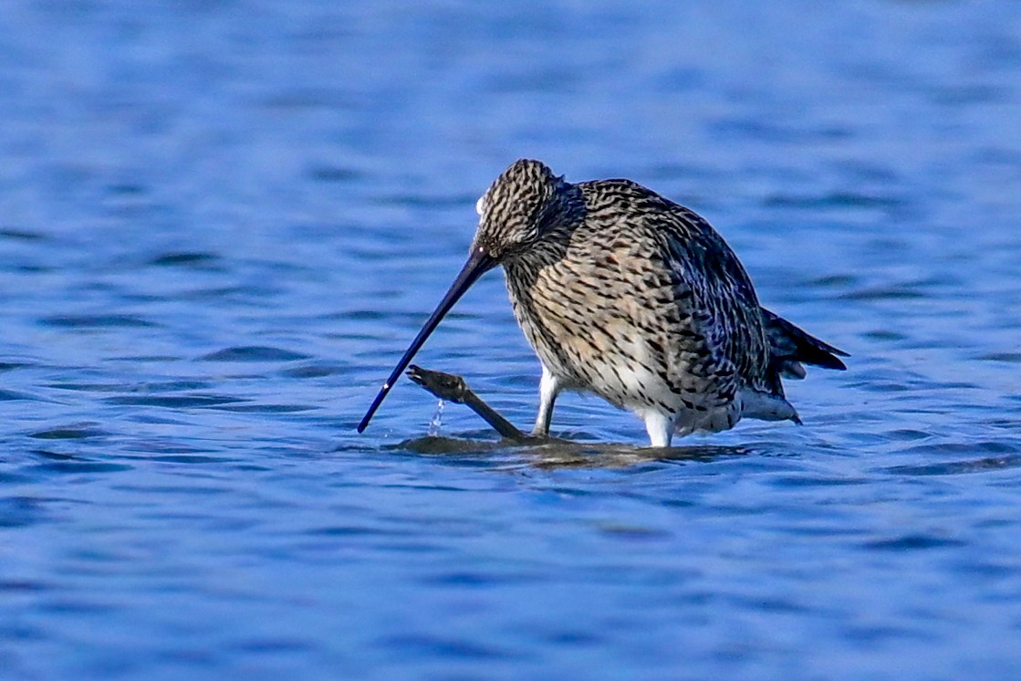 大杓鷸 - ML643409634