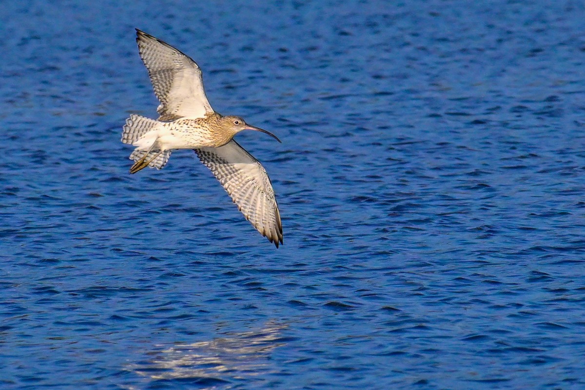 大杓鷸 - ML643409636