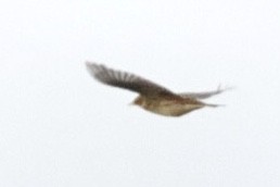 pipit sp. - ML643409637
