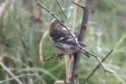 Redpoll - ML643409639