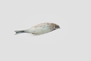 Reed Bunting - ML643409640