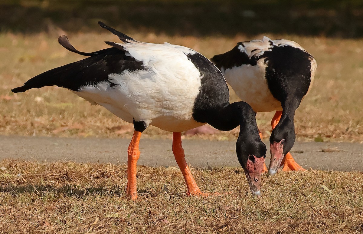 Magpie Goose - ML643409641
