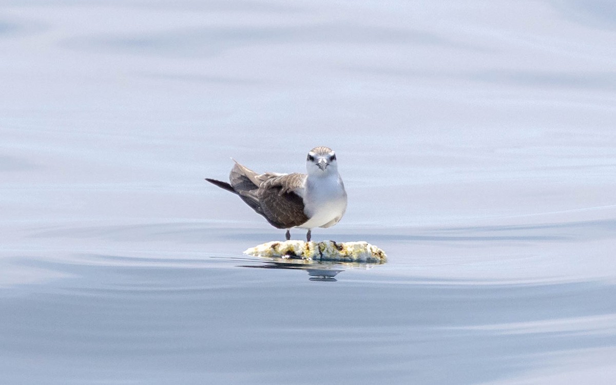 Bridled Tern - ML643409644