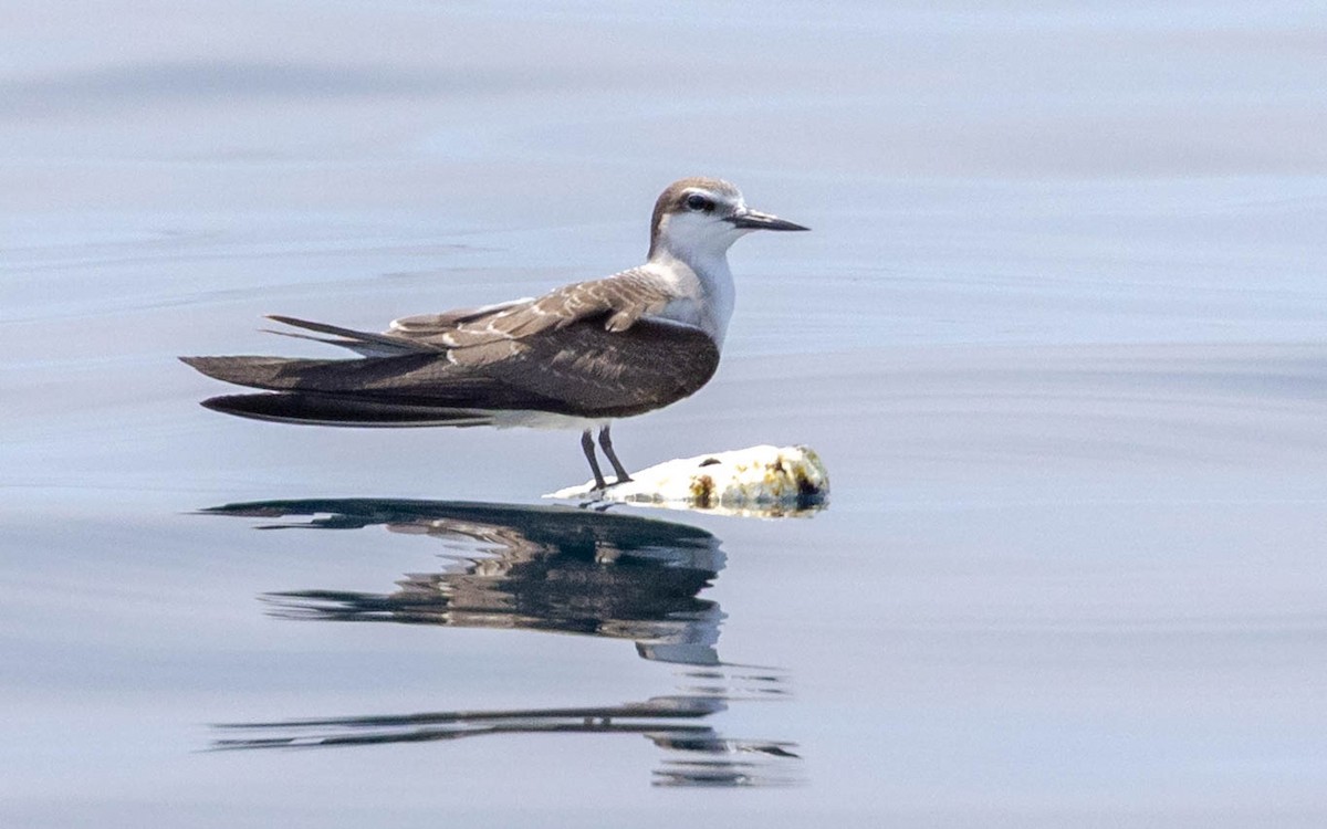 Bridled Tern - ML643409645