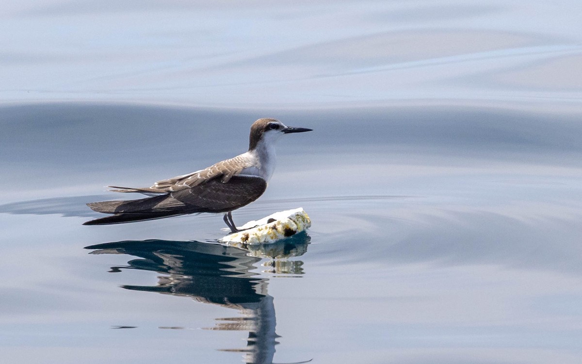 Bridled Tern - ML643409646