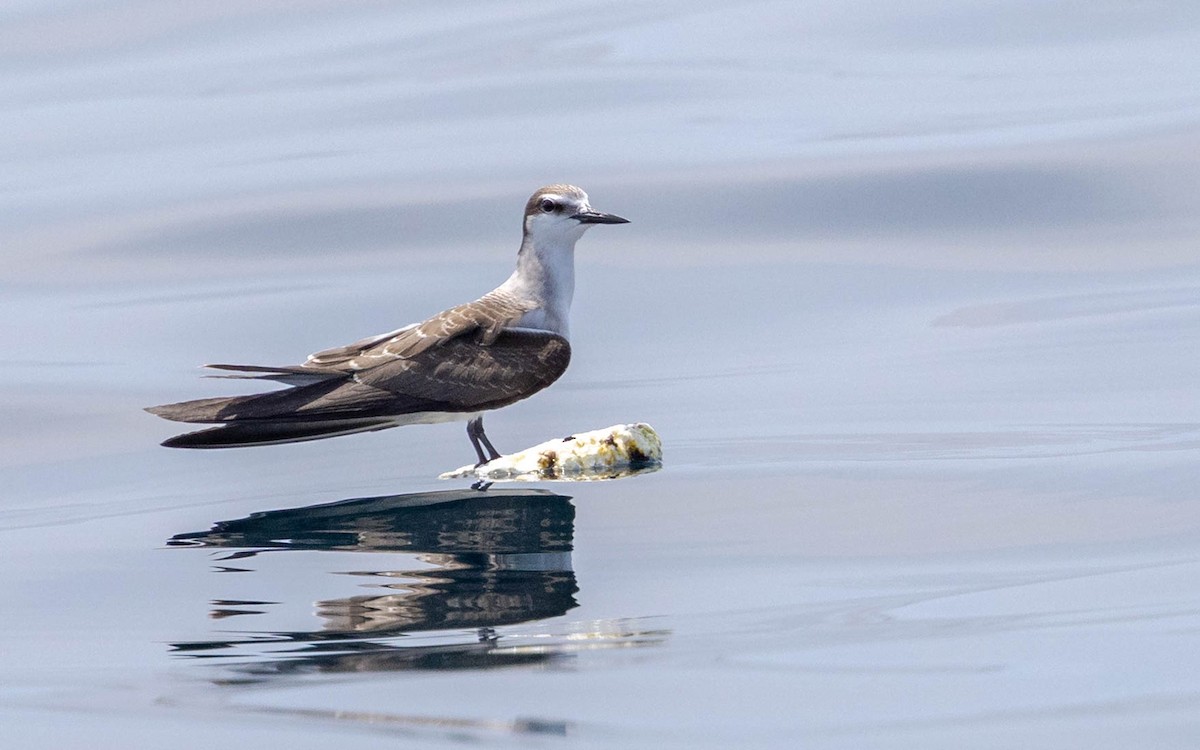 Bridled Tern - ML643409647