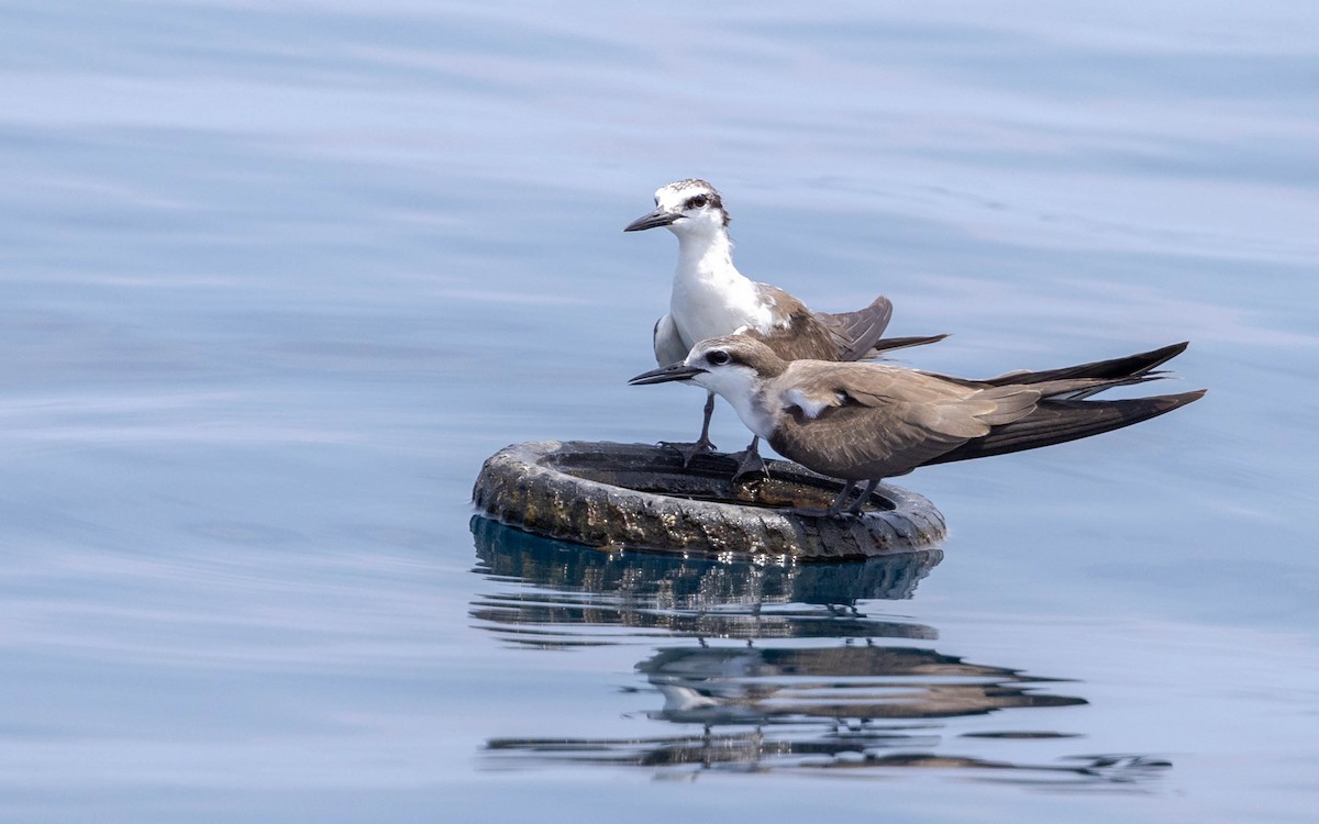 Bridled Tern - ML643409648